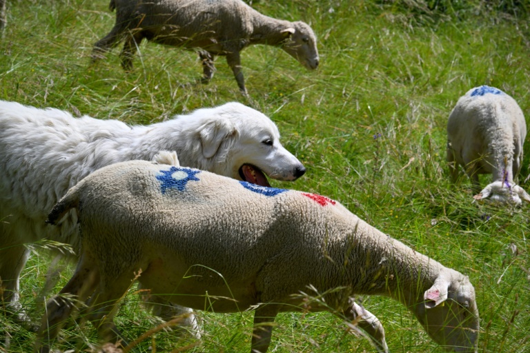 Un patou garde un troupeau de moutons près de Saint-Etienne-les-Orgues, dans les Alpes-de-Haute-Provence, le 27 juin 2024