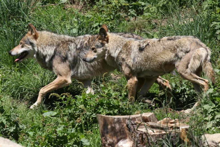 En 2023, canis lupus a fait son retour dans 23 pays de l'Union européenne avec une population lupine estimée à environ 20.300 individus