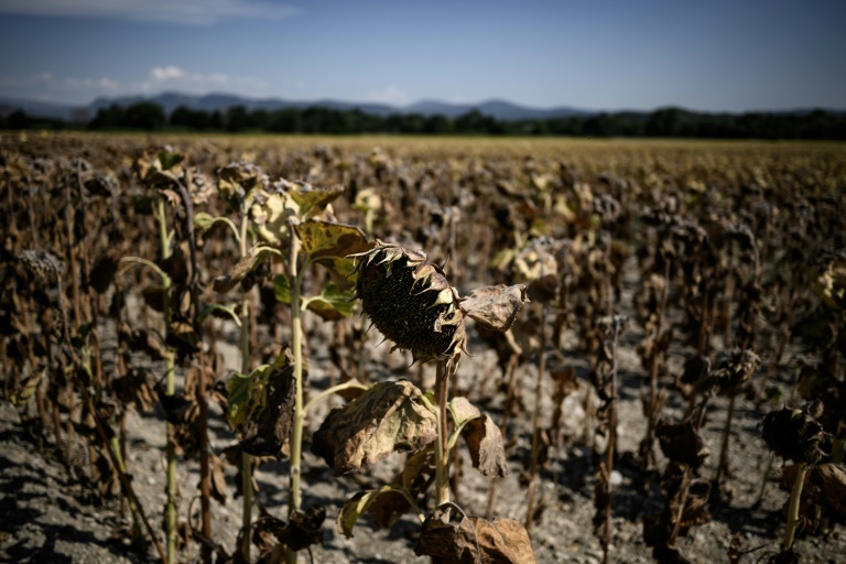 Tournesols brûlés par le soleil, le 22 août 2023 près du Puy-Saint-Martin, dans le sud-est de la France