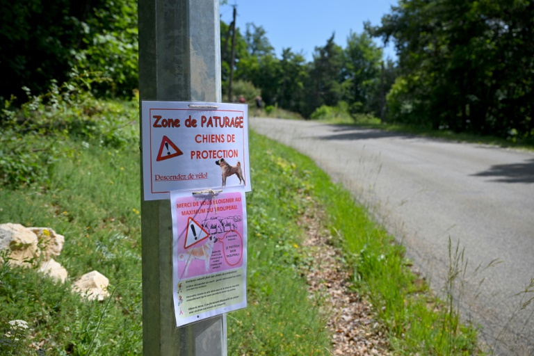 Affichette avertissant les promeneurs de la présence de chiens de protection des troupeaux, près de Saint-Etienne-les-Orgues, dans les Alpes-de-Haute-Provence, le 27 juin 2024