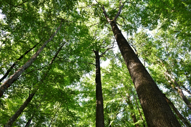 Un chêne le 20 septembre 2022 à Saint Bonnet de Tronçais dans l'Allier.