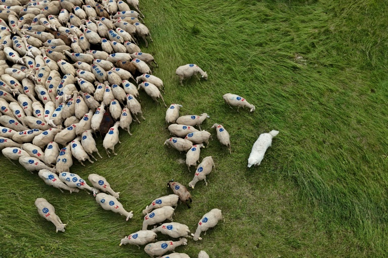 Vue aérienne montrant un patou gardant un troupeau de moutons, le 27 juin 2024 à Saint-Etienne-les-Orgues, dans les Alpes-de-Haute-Provence