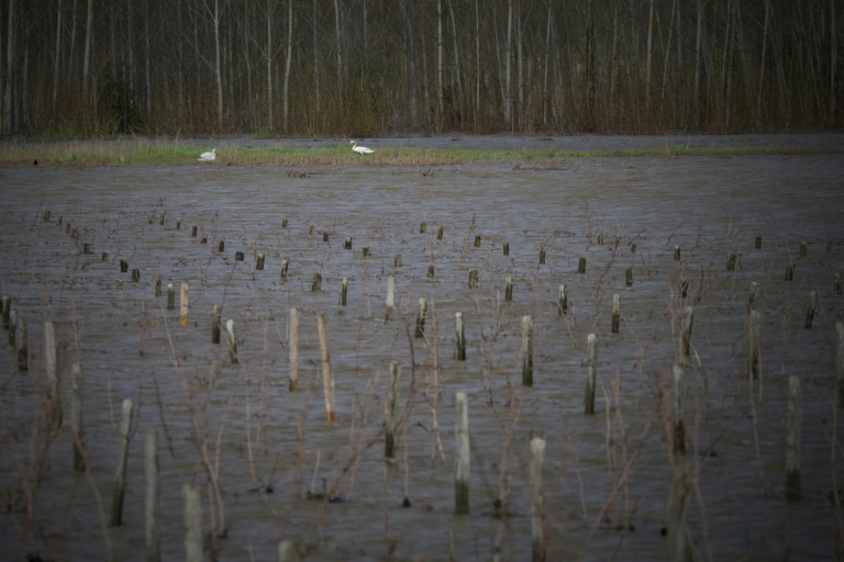 Des vignes inondées le 1er avril 2024 à Chinon après une crue de la  Vienne