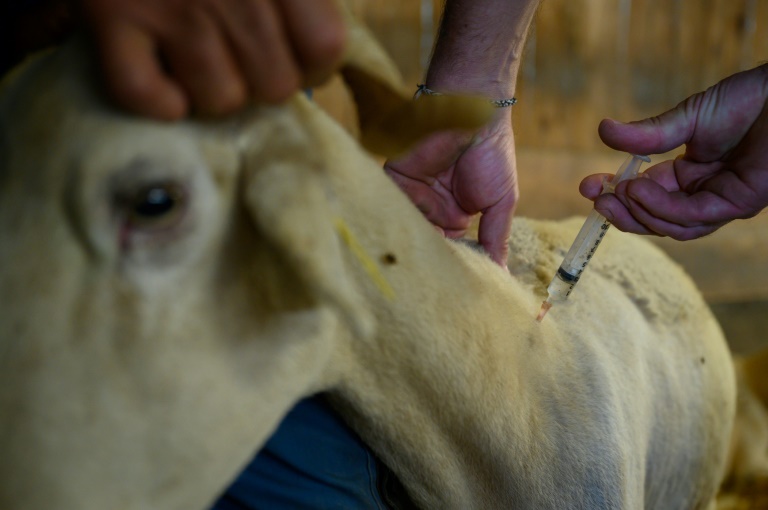 Un éleveur administre à une brebis souffrant de la fièvre catarrhale une injection d'anti-inflammatoire, le 8 août 2024 à Saint-Félix-de-Rieutord, au sud de Toulouse