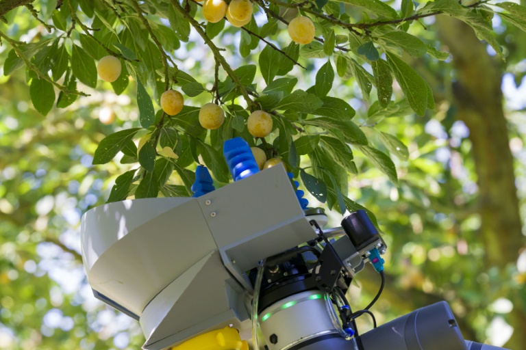 Syracus, un robot, récolte des mirabelles à Vigneulles-les-Hattonchatel, dans le département de la Meuse, le 12 août 2024