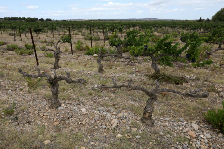 La sécheresse a encore fait des dégâts dans les vignes du Languedoc-Roussillon