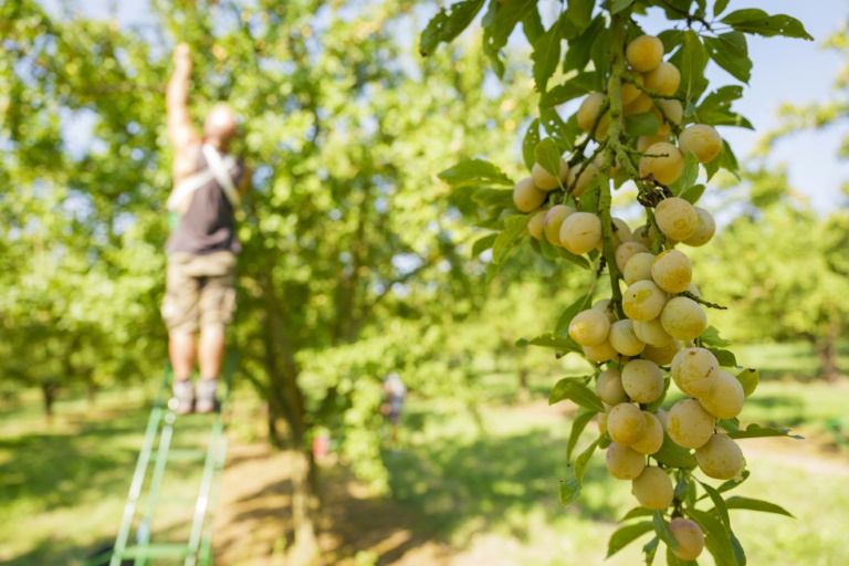 La récolte des mirabelles à Vigneulles-les-Hattonchatel, dans le département de la Meuse, le 12 août 2024