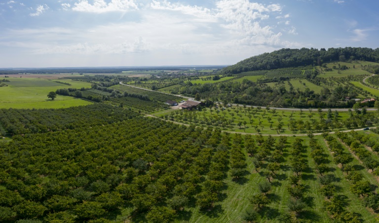 Vergers de mirabelles à Vigneulles-les-Hattonchatel, dans le département de la Meuse, le 12 août 2024