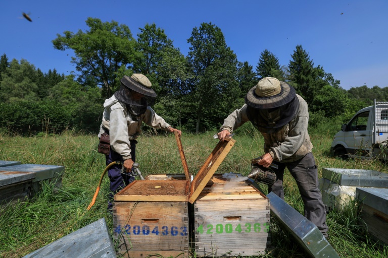 Des apiculteurs récoltent du miel à Saint-Ours, en Auvergne, le 20 août 2024