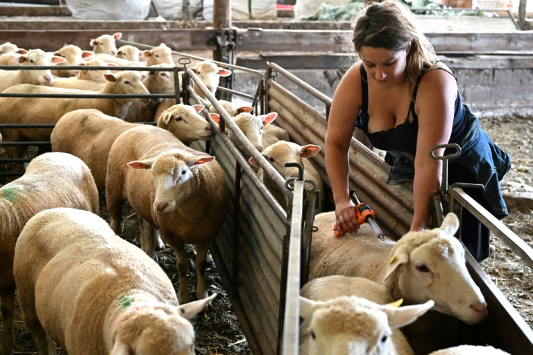 L'éleveuse Sophie Lespagnol vaccine ses brebis à Poix-Terron, dans les Ardennes