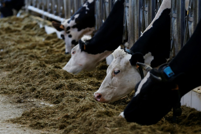 Les bovins sont les plus gros contributeurs à l'empreinte carbone de l'élevage, lui-même à l'origine de 12% des émissions de gaz à effet de serre attribuées à l'activité humaine