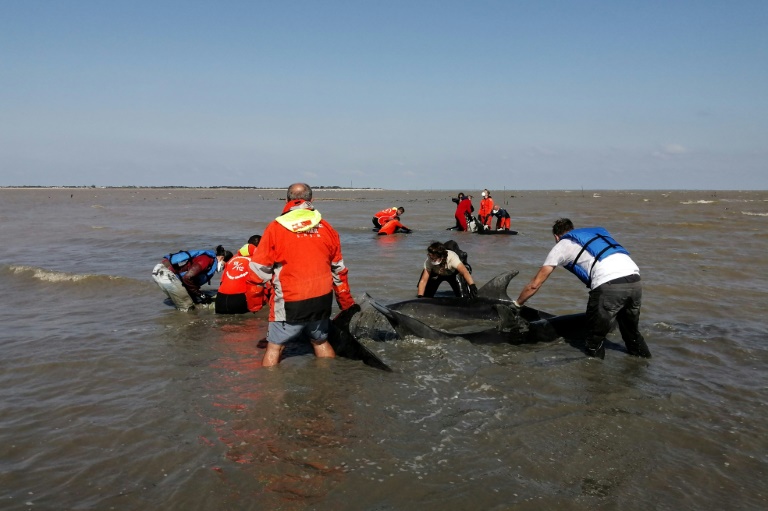 Une opération de sauvetage de dauphins échoués dans la baie du Fier d'Ars, sur l'île de Ré, le 17 septembre 2024