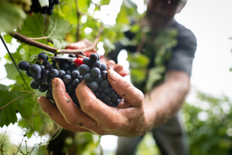 Une grappe de raisin pinot noir lors des vendanges au Domaine Sermier, le 10 septembre 2024 à Bréry, dans le Jura