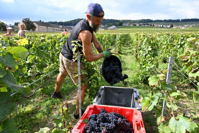 Un vendangeur dans un vignoble de Hautvillers, en Champagne, le 16 septembre 2024