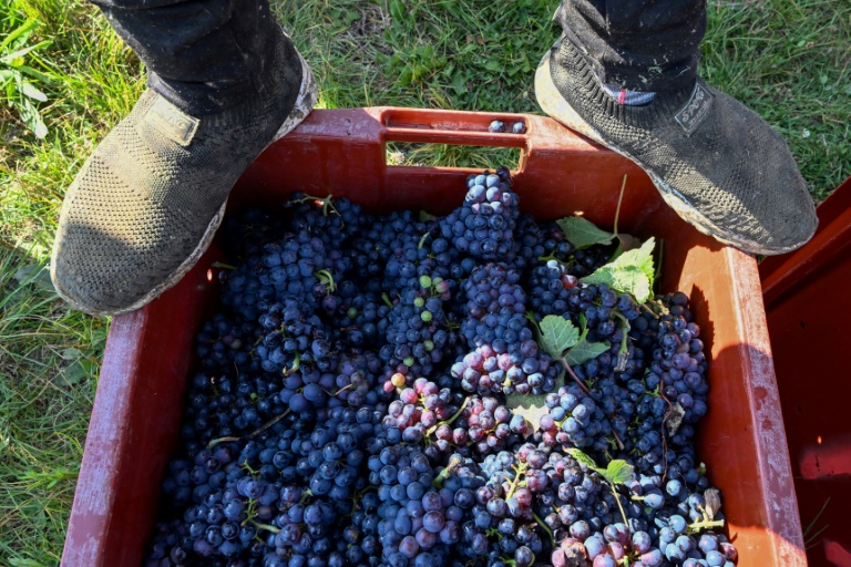 Un vendangeur se tient sur une caisse de raisin lors d'une récolte dans un vignoble d'Igny-Comblizy, en Champagne, le 19 septembre 2024