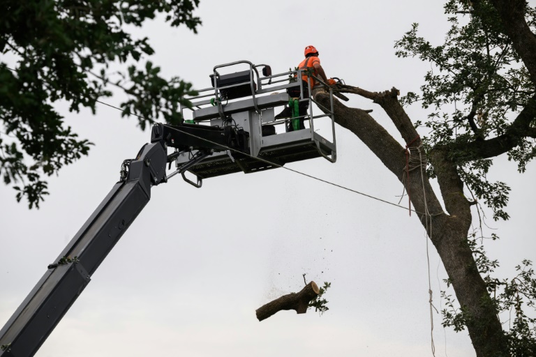 Un bûcheron coupe un arbre lors d'une opération de dégagement d'un campement de manifestants contre la construction de l'autoroute A69 à Saix (Tarn), le 1er septembre 2024