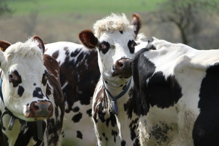 Les chercheurs sont en effet parvenus à identifier les caractéristiques génétiques des bovins qui rejettent moins de méthane que leurs congénères