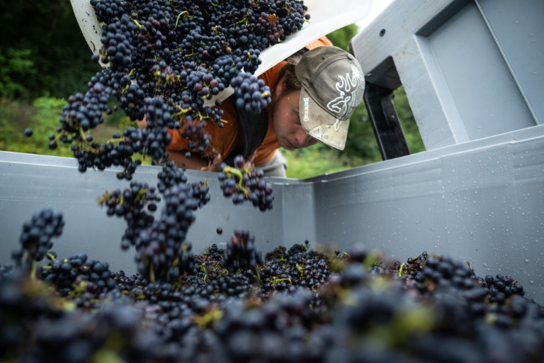 Un saisonnier vide son panier de raisin dans une caisse lors des vendanges au Domaine Sermier, le 10 septembre 2024 à Brery, dans le Jura