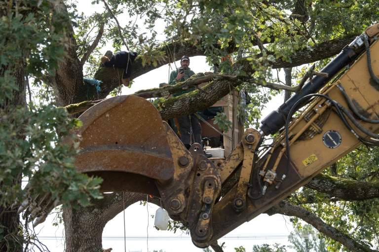 Un manifestant occupe un arbre dans la ZAD  sur le chantier de l'A69 à Verfeil en Haute-Garonne le 16 septembre 2024