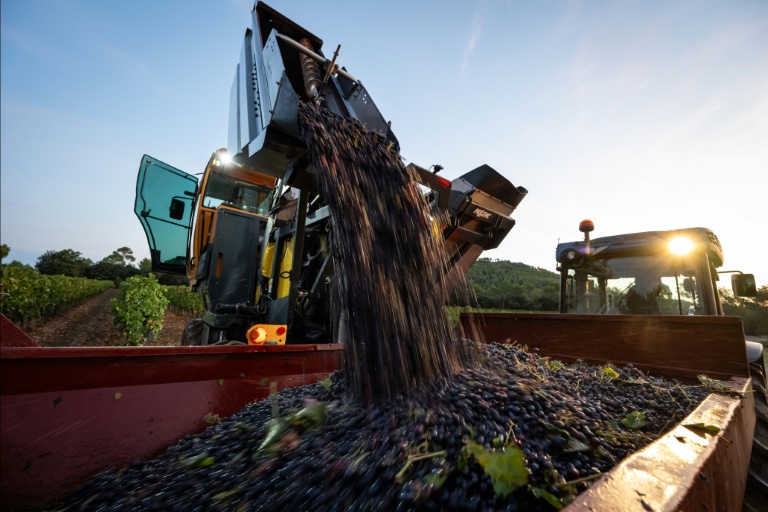 Vendanges au vignoble du Château de Saint Martin à Taradeau, le 11 septembre 2024 dans le Var