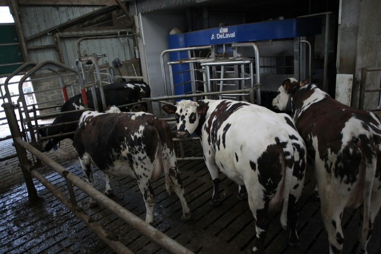 Les vaches laitières restent en moyenne dix jours dans une parcelle