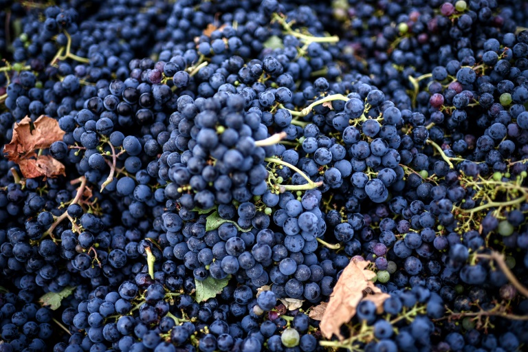 Vendanges dans un vignoble de la région viticole de l'Entre-deux-Mers, le 28 août 2024 à Branne, en Gironde