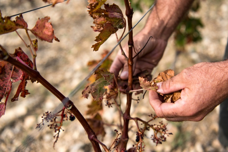 Un vignoble touché par la sécheresse à Leucate, dans l'Aude, le 23 septembre 2024