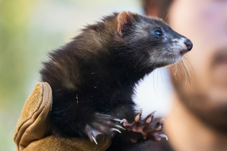 Un furet lors d'une opération de prédation écologique pour déloger les rats de leurs terriers, le 22 octobre 2024 à Marseille