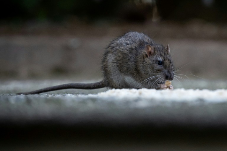 Un rat dans le square Paul Mélizan, le 22 octobre 2024 à Marseille