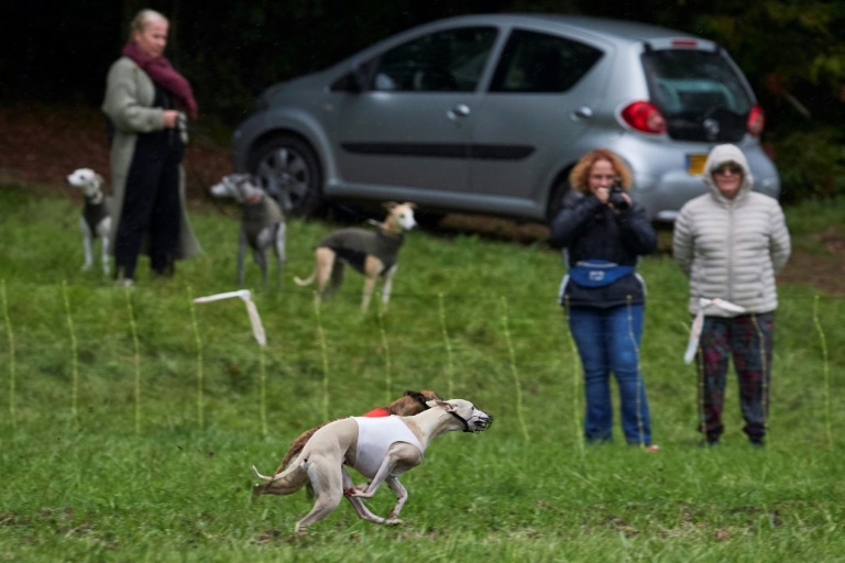 Pendant une course de lévriers au château de Grillemont, La-Chapelle-Blanche-Saint-Martin, au sud de Tours, le 29 septembre 2024