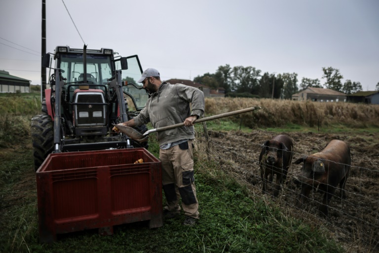 Jérôme Caze, agriculteur de 37 ans, exploite une ferme maraîchère, un élevage de poulets et de porcs, à Meilhan-sur-Garonne, dans le Lot-et-Garonne, le 3 octobre 2024