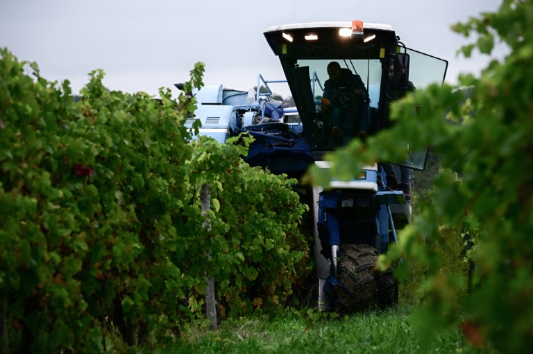 Un employé travaille dans les vignes du château des Chapelains, propriété de Zhang Rong, à Saint-André-et-Appelles, en Gironde, le 2 octobre 2024