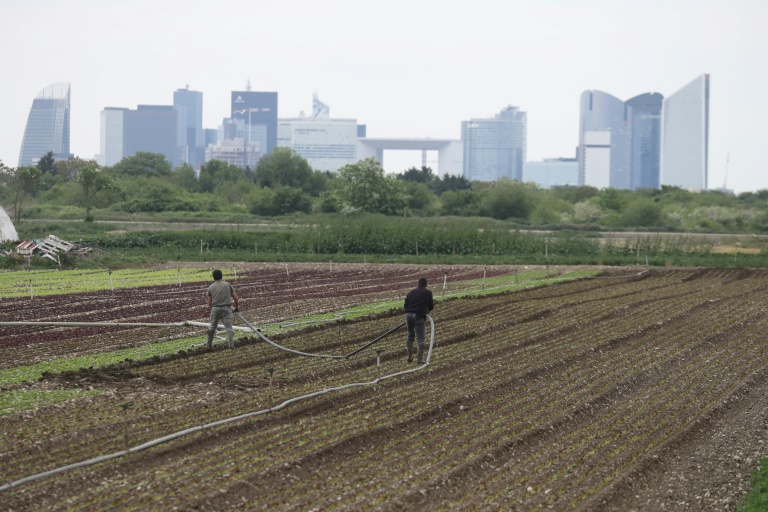 Des ouvriers agricoles dans un champ à Montesson, dans les Yvelines, devant la skyline du quartier d'affaires de La Défense, dans les Hauts-de-Seine, le 27 avril 2020