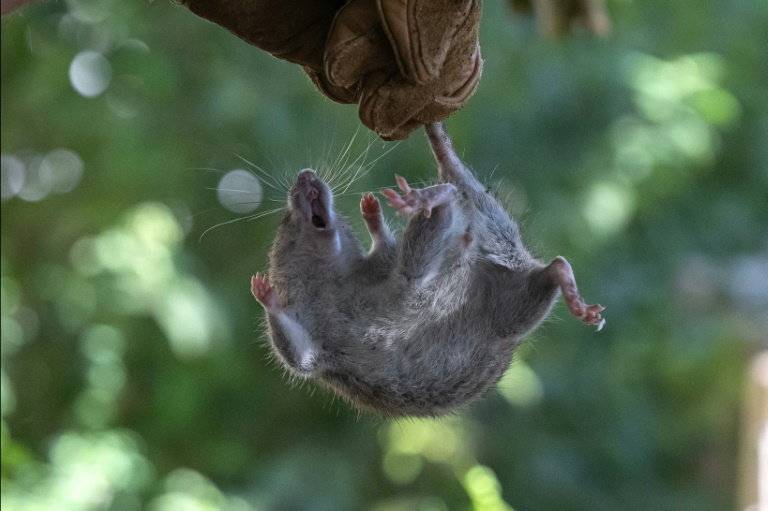 Un rat est capturé lors d'une opération de prédation écologique à l'aide de furets, au square Paul Mélizan à Marseille, le 22 octobre 2024