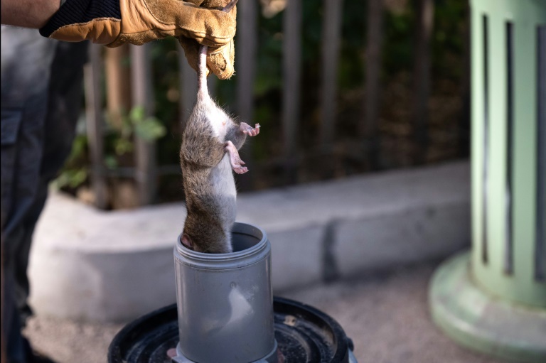 Un rat est capturé lors d'une opération de prédation écologique à l'aide de furets, au square Paul Mélizan à Marseille, le 22 octobre 2024