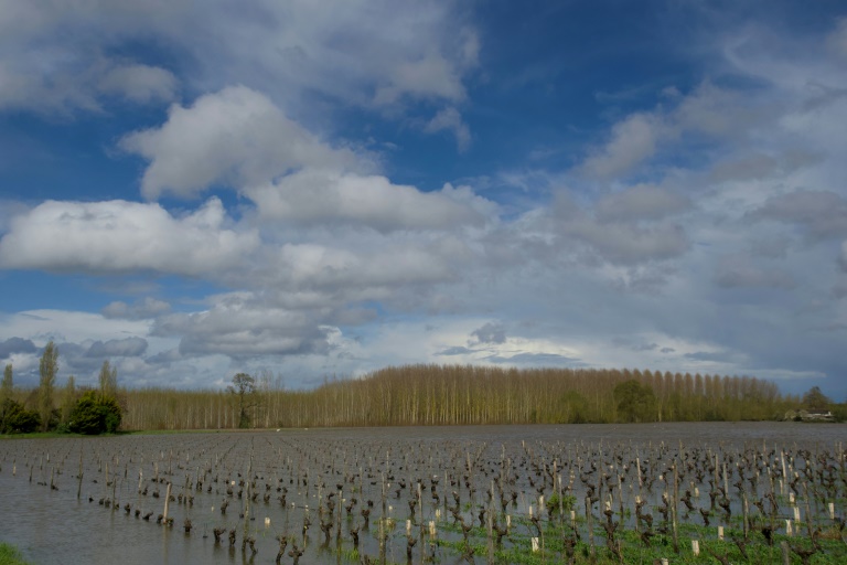 Des vignes submergées lors de la crue de la Vienne, à Chinon, le 1er avril 2024