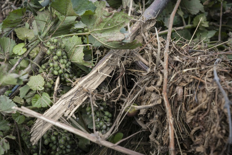 Du raisin dans un vignoble inondé du village viticole de Rech près de Dernau, en Rhénanie-du-Nord-Westphalie, dans l'ouest de l'Allemagne, le 30 juillet 2021