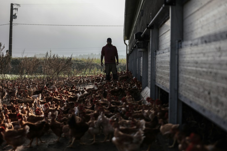 Jérôme Caze, 37 ans, dans son exploitation maraîchère et d'élevage de poulets et de porcs, à Meilhan-sur-Garonne, dans le Lot-et-Garonne, le 24 octobre 2024