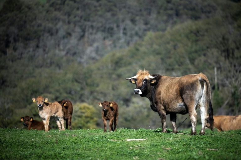 Des vaches de la race Aubrac à Saint-Cirgue, dans le Tarn, le 8 novembre 2024