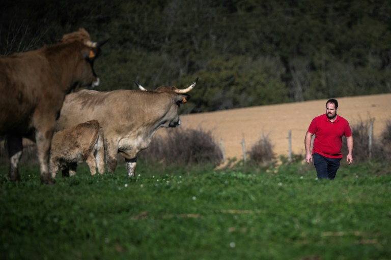 Kévin Bleys, éleveur de vaches Aubrac à Saint-Cirgue dans le Tarn, le 8 novembre 2024