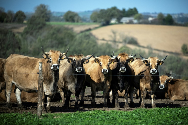 Des vaches de la race Aubrac à Saint-Cirgue, dans le Tarn, le 8 novembre 2024