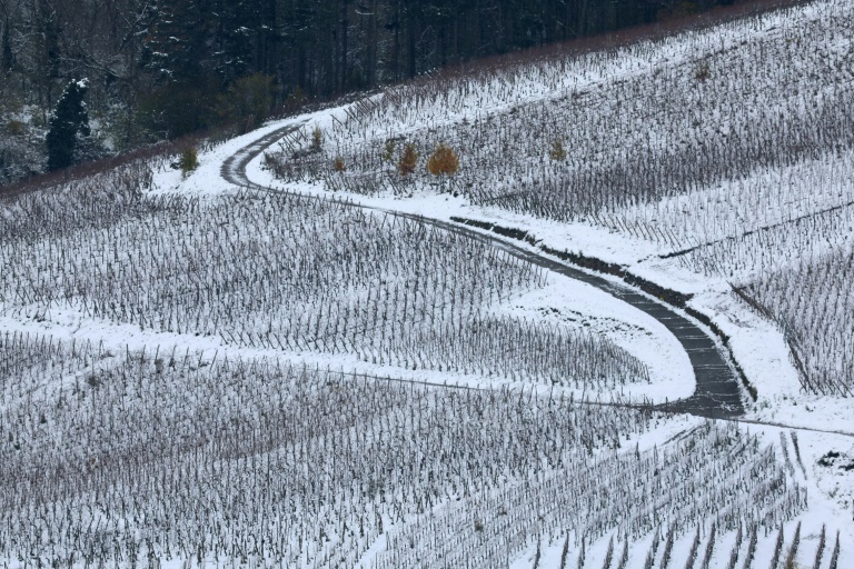 Des vignes recouvertes de neige à Andlau (Bas-Rhin) le 22 novembre 2024