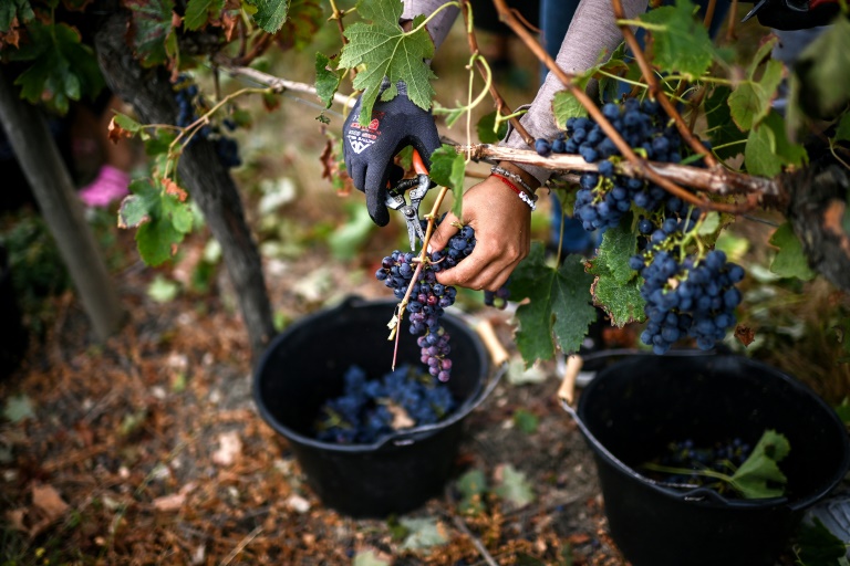 Vendanges dans un vignoble de la région viticole de l'Entre-deux-Mers, le 28 août 2024 à Branne, en Gironde