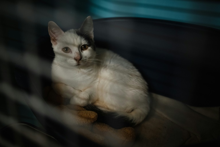 Un chat disponible à l'adoption se couche dans sa cage au nouveau refuge de la Société Protectrice des Animaux à Gennevilliers, dans les Hauts-de-Seine, le 7 novembre 2024