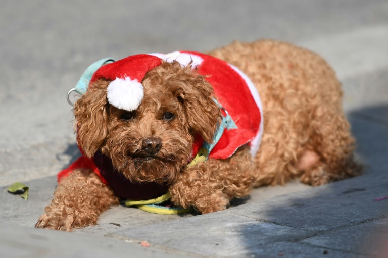 Depuis une trentaine d'années, le statut des chiens et des chats domestiques a en effet largement évolué