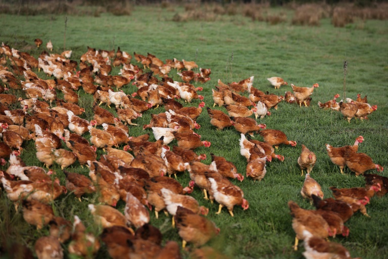 Des poules dans un champ de la ferme de l'agriculteur Jérôme Caze, à Meilhan-sur-Garonne, le 24 octobre 2024 dans le Lot-et-Garonne