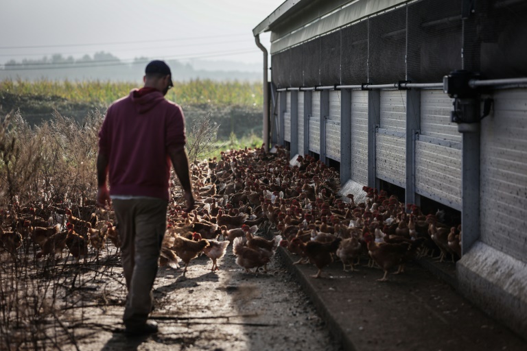 L'agriculteur Jérôme Caze, exploite une ferme maraîchère, un élevage de poulets et de porcs, à Meilhan-sur-Garonne, le 24 octobre 2024 dans le Lot-et-Garonne