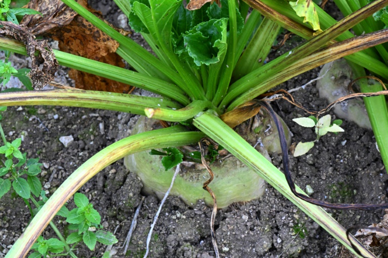 une betterave à sucre dans un champ pendant la campagne de récolte près de Reims