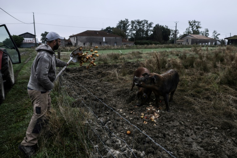 L'agriculteur Jérôme Caze, qui exploite une ferme maraîchère, un élevage de poulets et de porcs, nourrit ses porcs à Meilhan-sur-Garonne, le 3 octobre 2024 dans le Lot-et-Garonne