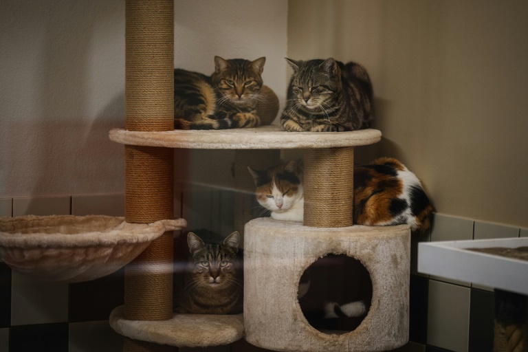 Des chats proposés à l'adoption dans un refuge de la SPA, le 7 novembre 2024 à Gennevilliers, près de Paris